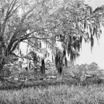 Ted's Gallery - South Georgia Field Trial Scene - Original Graphite by Chris Chantland