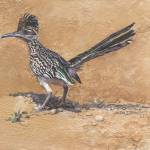 A painting of a Roadrunner by Kim Diment