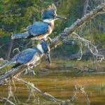 Painting of Belted Kingfishers by Kim Diment