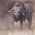 A painting of a Cape Buffalo by Kim Diment