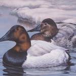 A Red Headed Ducks painting by Kim Diment