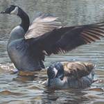 A painting of two geese by Kim Diment