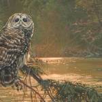 A painting of an Owl near a river by Kim Diment