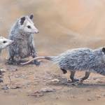 A painting of three possums by Kim Diment