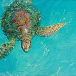 A painting of a tortoise in water by Kim Diment