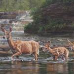 A painting of a deer and fawns crossing a river by Kim Diment