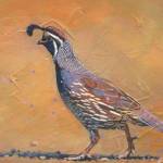 A painting of a Gambel's Quail by Kim Diment