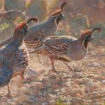 Painting of Gambel's Quail by Kim Diment