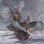 Painting of two turkeys by Kim Diment